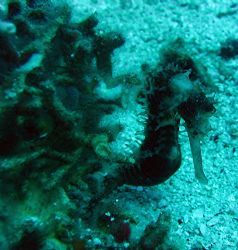Thorny Seahorse, Southern Leyte, Philippines. Taken with ... by Katie Dann 